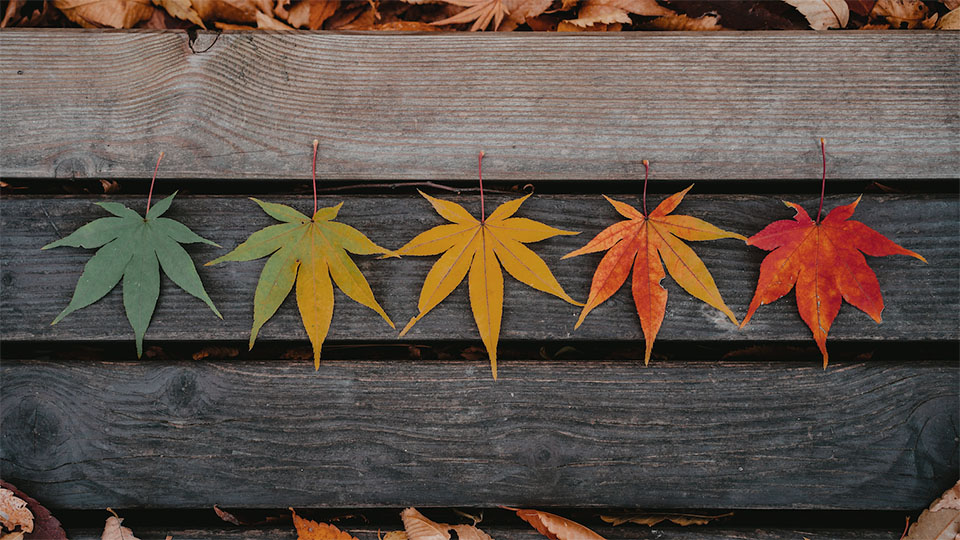 leaves through seasons - investment strategy for each life stage